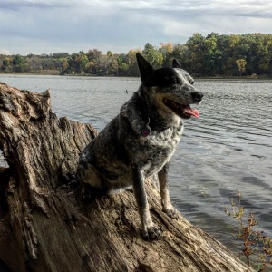 Dingo Lu on Worster Lake